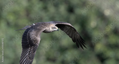 Milvus migrans (Black Kite), Crete