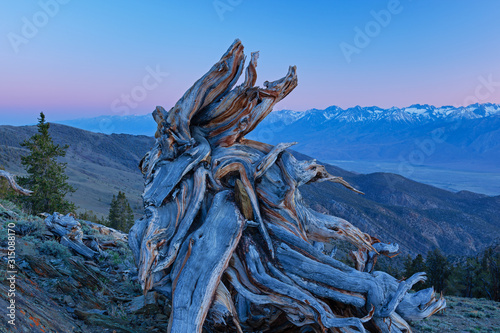 Landscape of a bristlecone pine (Pinus longaeva), our planet's oldest living organism, at sunset, White Mountains, California, USA