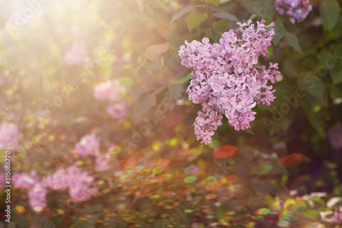 Blooming lilac close-up in the garden in the rays of the sun with highlights and bokeh. Selective focus.