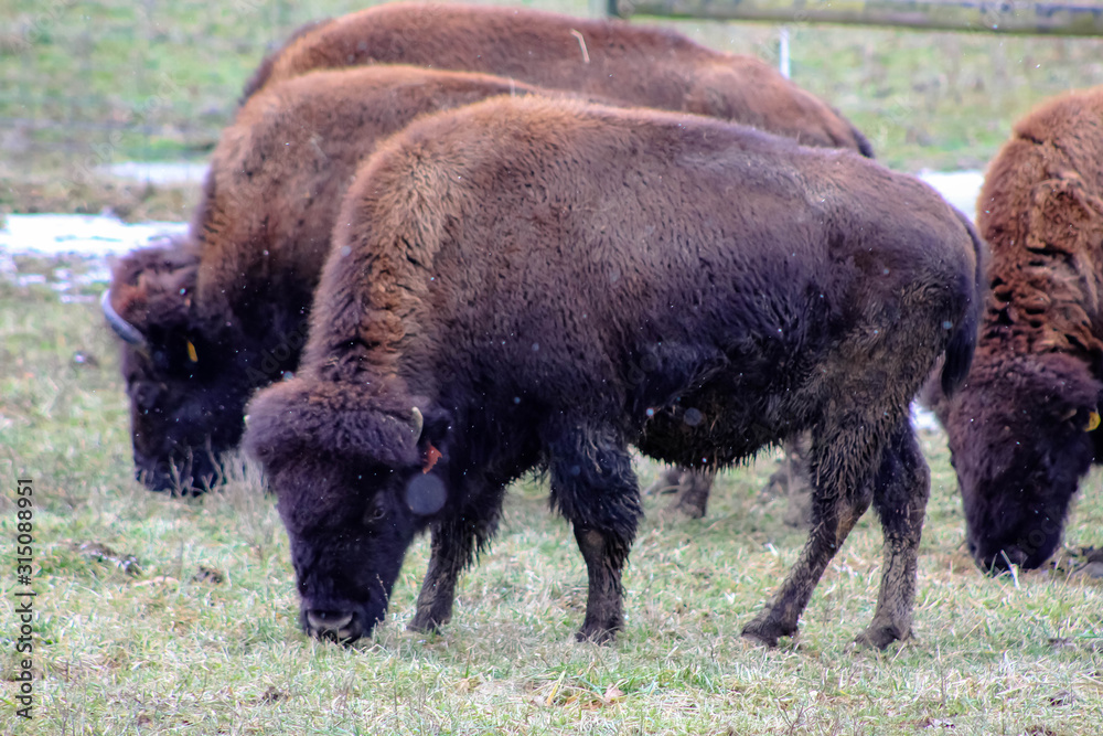 american bison american bison