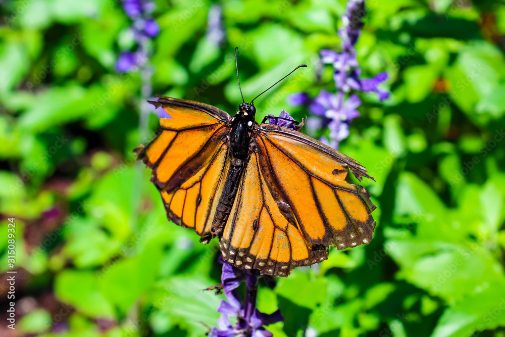 Naklejka premium butterfly on flower