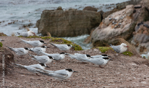 Seagulls nesting at Shag Point South Island Otago New Zealand. Coast Rocks