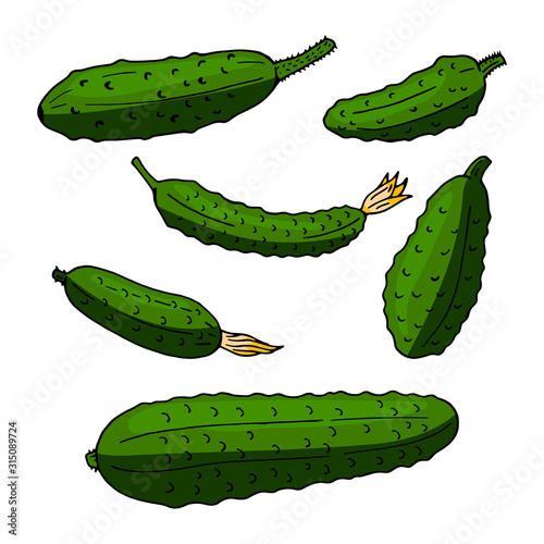 Set of green cucumbers. Pack of fresh healthy vegetables. Collection of food elements.