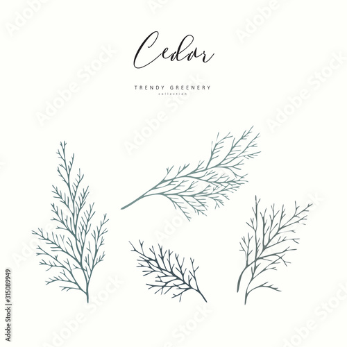 Cedar branch. Hand drawn wedding herb, plant elegant leaves for invitation save the date card design. Botanical rustic trendy greenery vector illustration