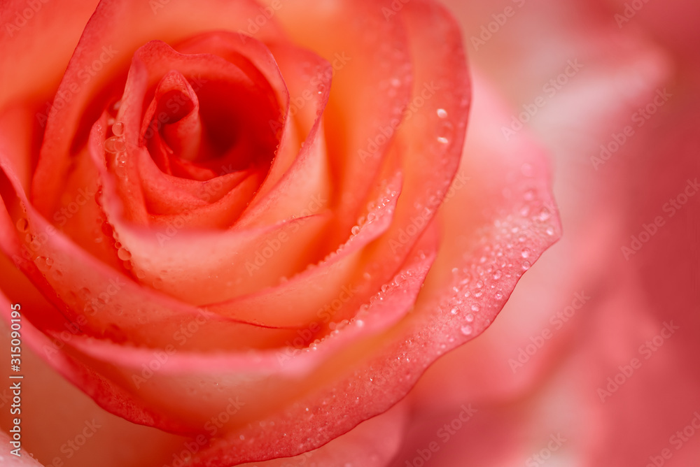 Close-up view of beautiful orange rose with water drops. Soft focus. Valentines day or Birthday celebration concept Close-up view of beautiful orange rose with water drops. Soft focus. Valentines day or Birthday celebration concept