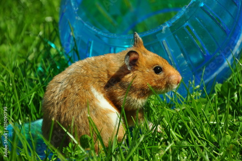 Hamster photo