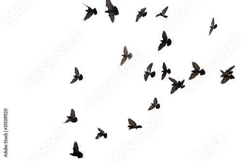 Foto Flocks of flying pigeons isolated on white background