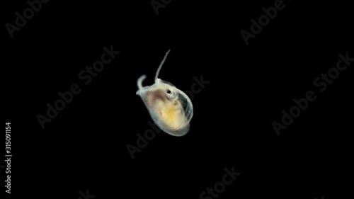 a larva of a sea snail under a microscope, called veliger, class Gastropoda, a type of mollusk, still young and visible ciliary velum with the help of which it swims in water among plankton, also cili photo