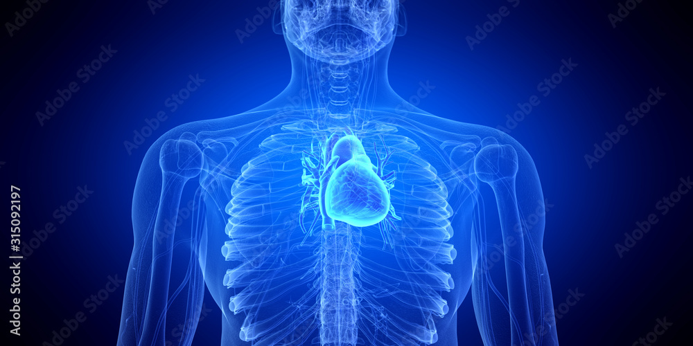 3d rendered medically accurate illustration of the human heart 3d rendered medically accurate illustration of the human heart