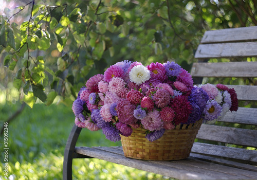 Large basket full of beautiful colorful china asters on a bench under the branches of trees in a summer garden photo