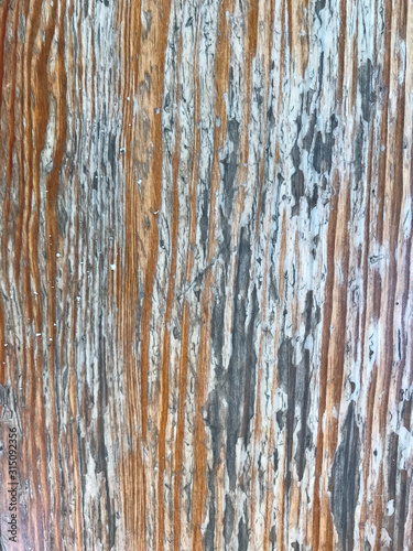 Aged wood texture  cutaway wood background  fibers