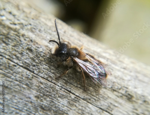 Small sallow mining bee, Andrena praecox, male