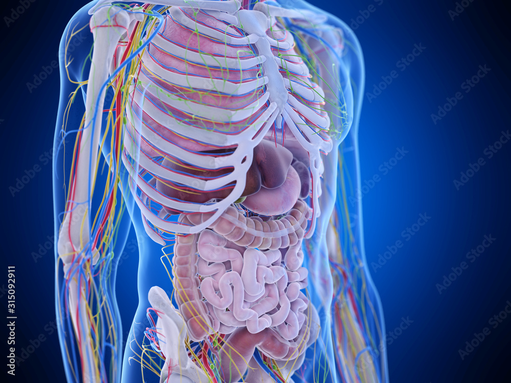 3d rendered medically accurate illustration of the abdominal anatomy ...