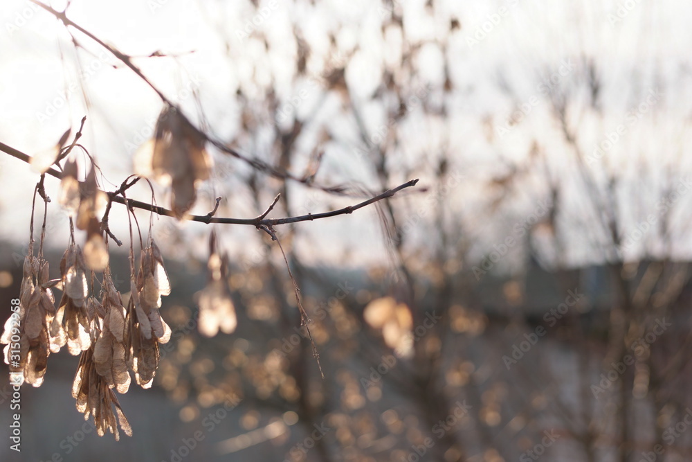 sunset light on branches in winter sunset light on branches in winter