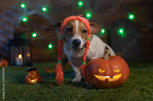 Dog on a background of Halloween