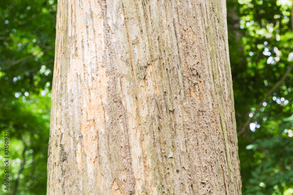 Teak tree in the forest with blurred background Teak tree in the forest with blurred background