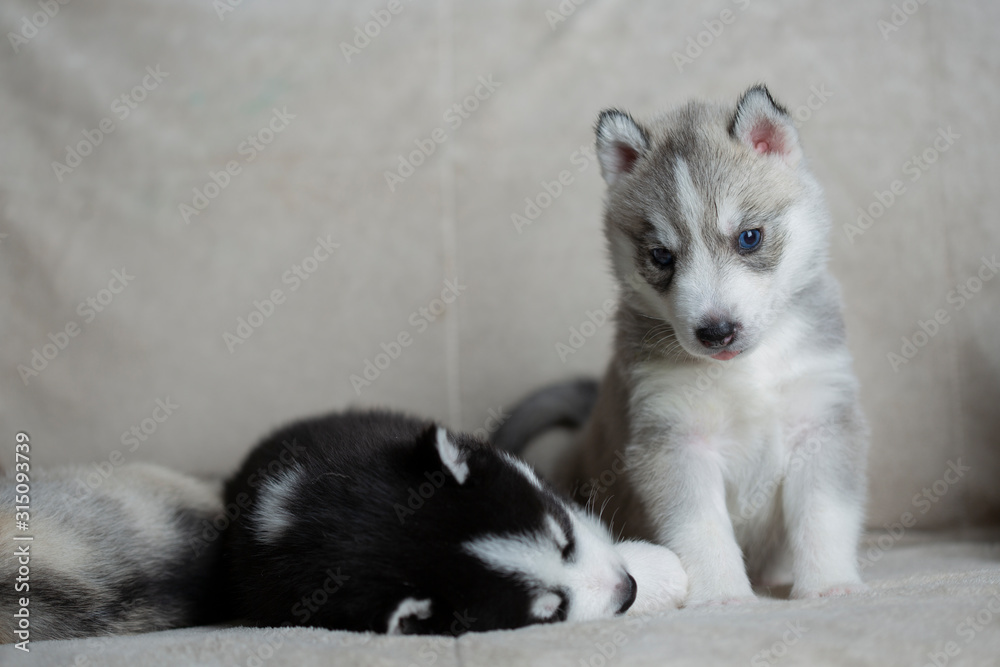 Husky puppies, two months old Husky puppies, two months old