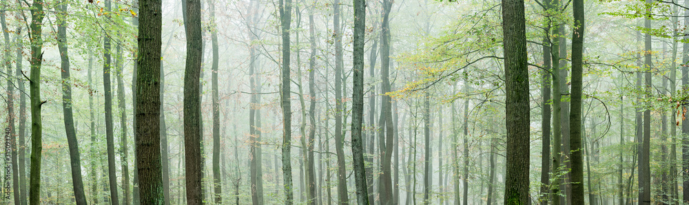 Panoramic Background of Foggy Beech Forest in Autumn - obrazy, fototapety, plakaty 