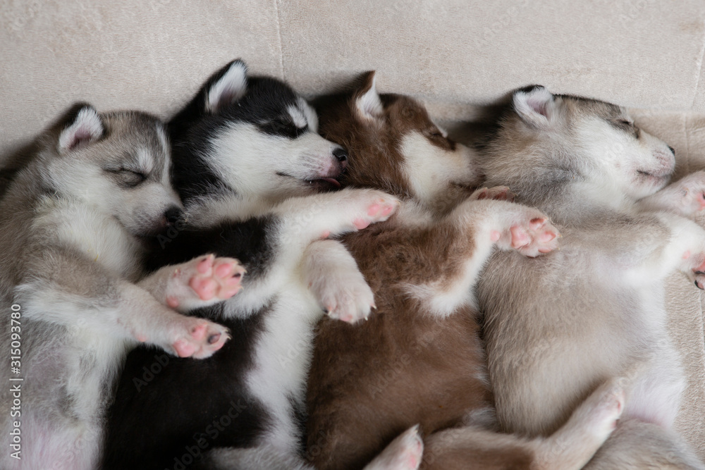 Husky puppies, two months old