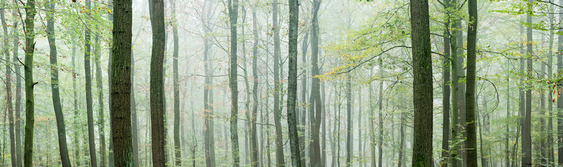 Panoramic Background of Foggy Beech Forest in Autumn