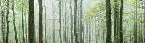 Panoramic Background of Foggy Beech Forest in Autumn