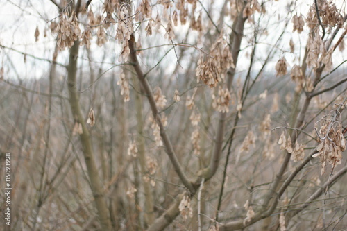 sunset  on branches in winter