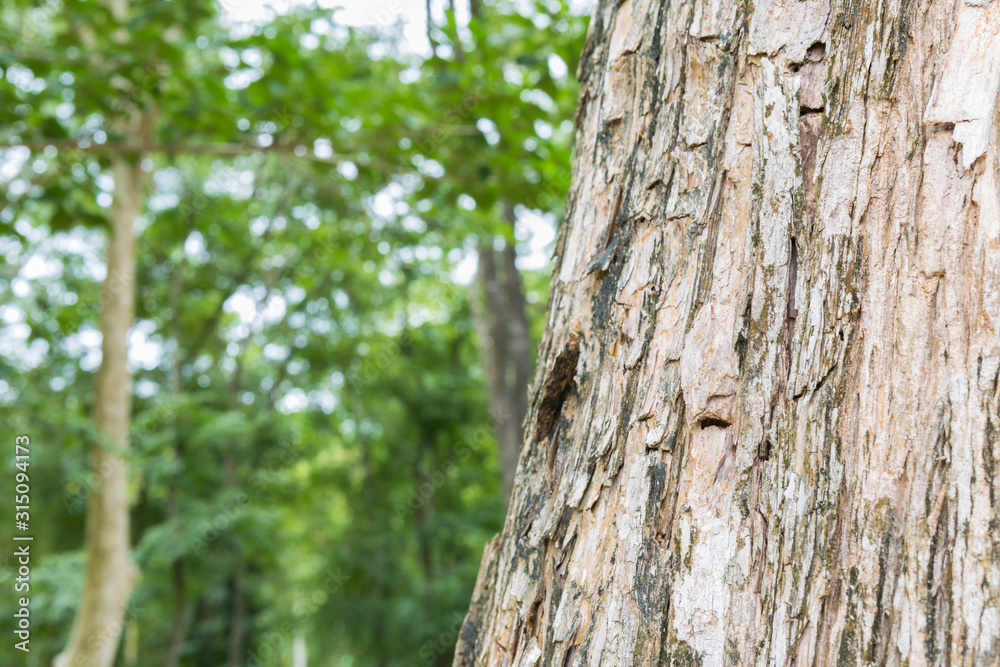 bark of a tree bark of a tree
