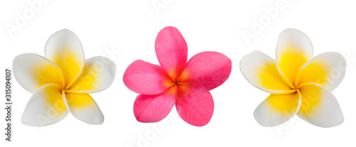 Photos Red and white Frangipani