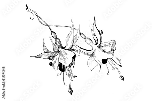 Valokuvatapetti Hand-drawn ink illustration of a fuchsia flower on a white isolated background