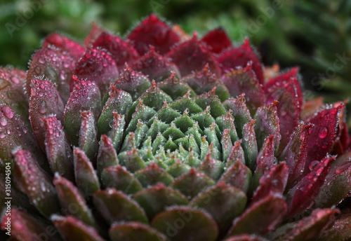Grün rote Sempervivum Hauswurz Pflanze im Regen mit Tropfen photo