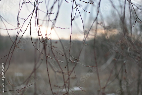 sunset  on branches in winter