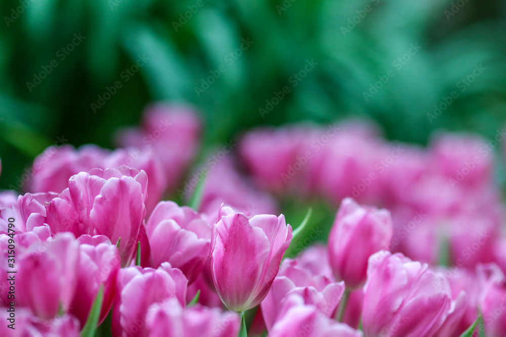 Beautiful tulip flowers with blured background in the garden. Pink tulip flowers. Beautiful tulip flowers with blured background in the garden. Pink tulip flowers.