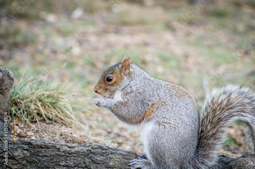 Un écureuil a Central Park © Kevin