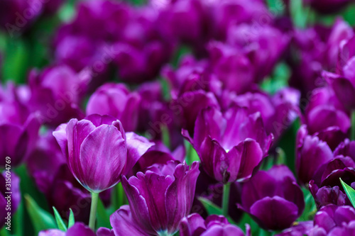 Beautiful tulip flowers with blured background in the garden. Purple tulip flowers. Selective focus.