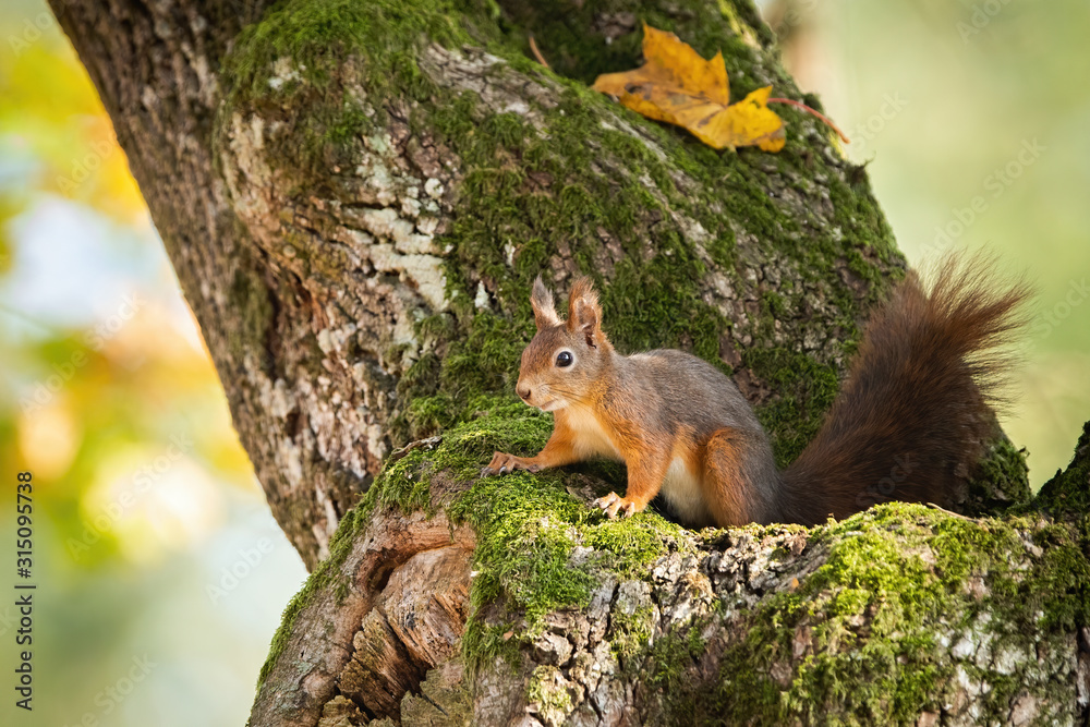 Eurasian red squirrel, sciurus vulgaris, hiding in mossy tree trunk with yellow autumnal leafs. Fluffy little mammal on a branch in forest. Animal wildlife. Eurasian red squirrel, sciurus vulgaris, hiding in mossy tree trunk with yellow autumnal leafs. Fluffy little mammal on a branch in forest. Animal wildlife.
