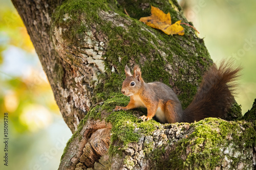 Eurasian red squirrel, sciurus vulgaris, hiding in mossy tree trunk with yellow autumnal leafs. Fluffy little mammal on a branch in forest. Animal wildlife. © WildMedia