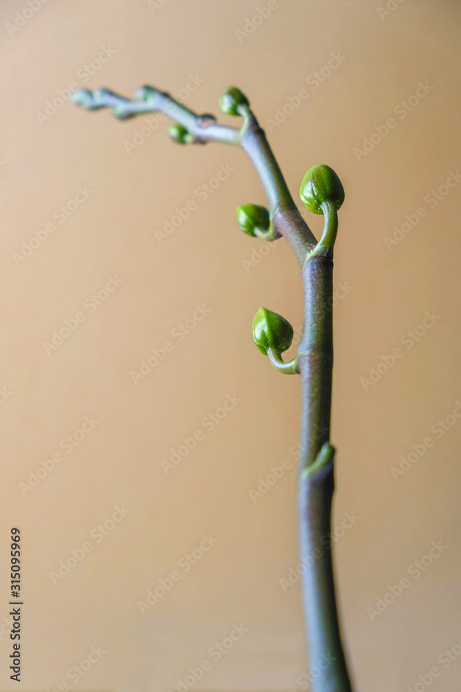 Isolated white orchid stem with tiny buds on pastel background. Unusual look. Minimalism. Copy space. Close up. Isolated white orchid stem with tiny buds on pastel background. Unusual look. Minimalism. Copy space. Close up.