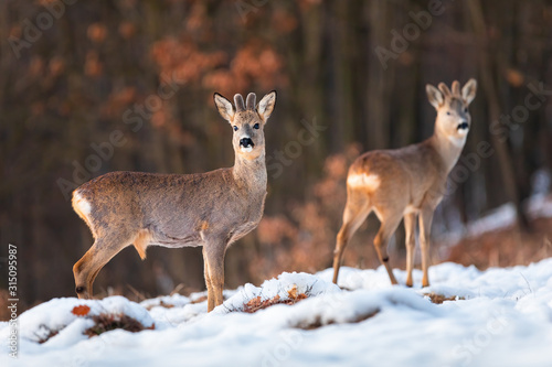 Herd of roe deer, capreolus capreolus, on snow in winter at sunset with forest in background. Two ruminants looking with interest on a clearing in nature.