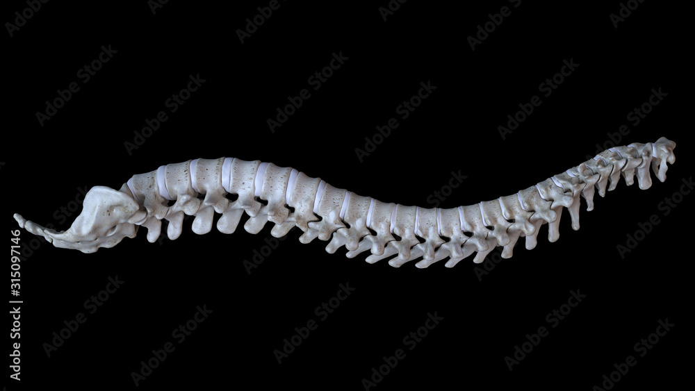 3d rendered medically accurate illustration of a human spine
