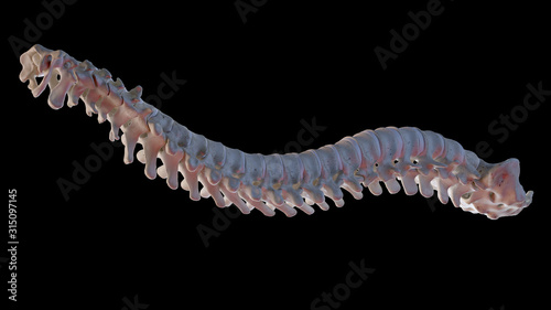 3d rendered medically accurate illustration of a human spine