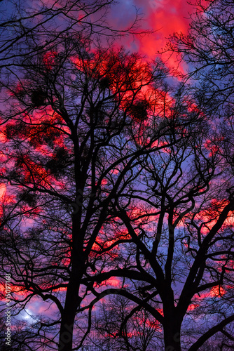 Dark blue hour skies and glowing blood red clouds illuminated by late afternoon setting sun with black tree silhouettes in the foreground - nature environment weather phenomenon season unique bizarre