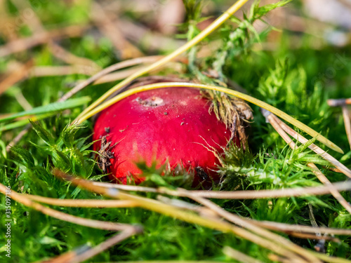 Russula emetica (the sickener, emetic russula, or vomiting russula) in moss in pine forest, macro photo