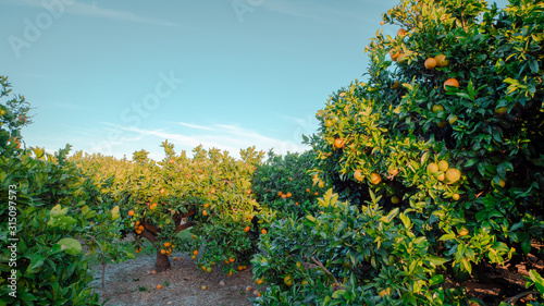 Fototapeta Naklejka Na Ścianę i Meble -  Orange trees with oranges in a field in Valencia region of Spain
