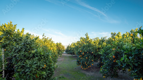 Orange trees with oranges in a field in Valencia region of Spain