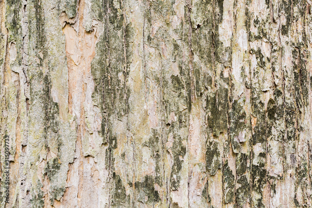 Obraz premium tree bark texture