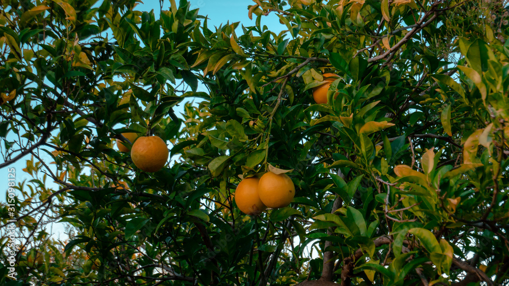 Orange trees with oranges in a field in Valencia region of Spain Orange trees with oranges in a field in Valencia region of Spain