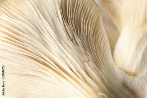 Raw fresh oyster mushrooms textured background, macro
