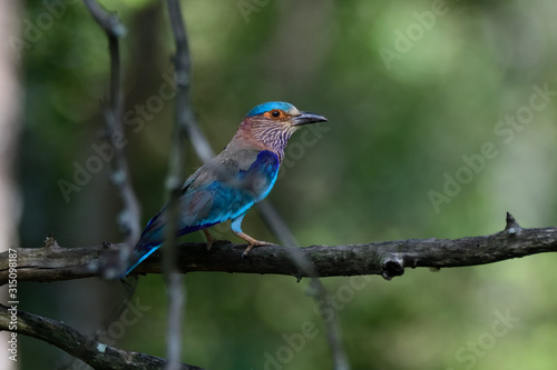 Roller bird on a branch