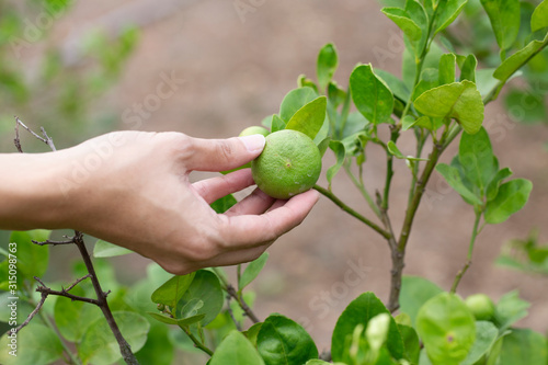 Hand holding fresh lemon from tree branch, agriculture concept