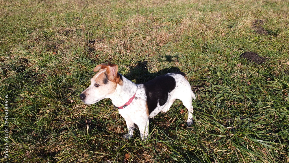 Dog, Drone, Jack Russel, Terrier, short legged, Black White Brown Dog, Drone, Jack Russel, Terrier, short legged, Black White Brown